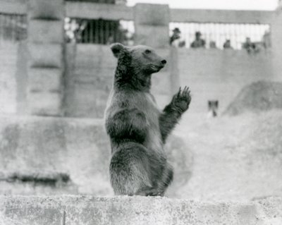 Un orso bruno seduto davanti ai visitatori nel suo recinto sulle terrazze Mappin, Zoo di Londra, 1922 da Frederick William Bond